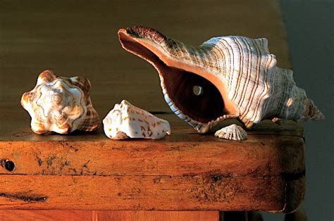 The Geology of Mafic Conch Shells: An Online Exploration